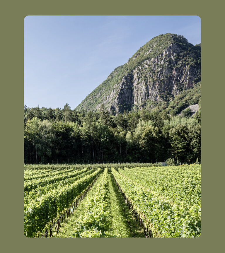 STROBLHOF WEINGUT