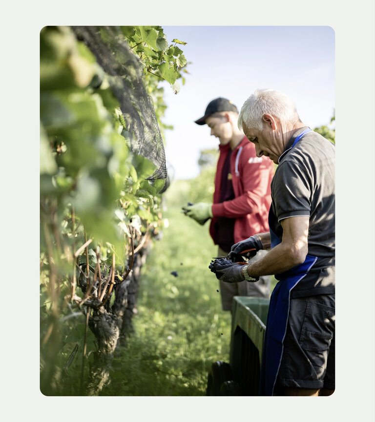 STROBLHOF WEINGUT
